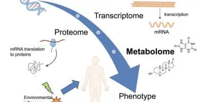 diagram showing process of genome to phenotype