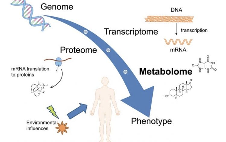 diagram showing process of genome to phenotype
